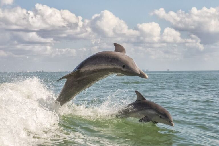 Cape May: Weekend Whale and Dolphin Watching Cruise - Why This Tour Offers Great Value