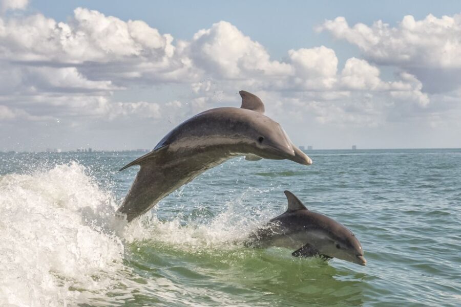 Cape May: Weekend Whale and Dolphin Watching Cruise - Why This Tour Offers Great Value