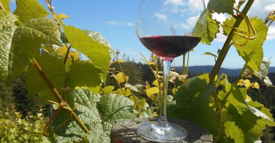 Carmel Valley Wine Tasting Tour - Final Thoughts: Is the Carmel Valley Wine Tasting Tour Worth It?