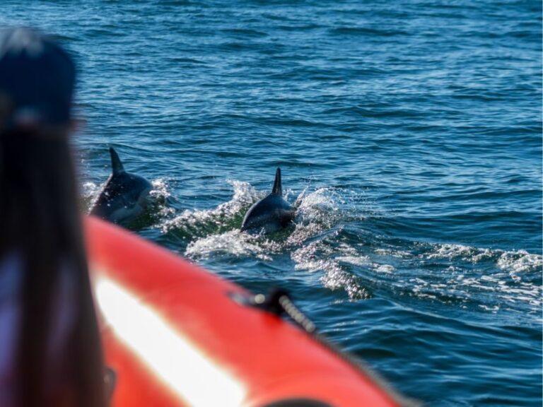 Cascais: Dolphin Watching Tour - What can you expect during the tour?