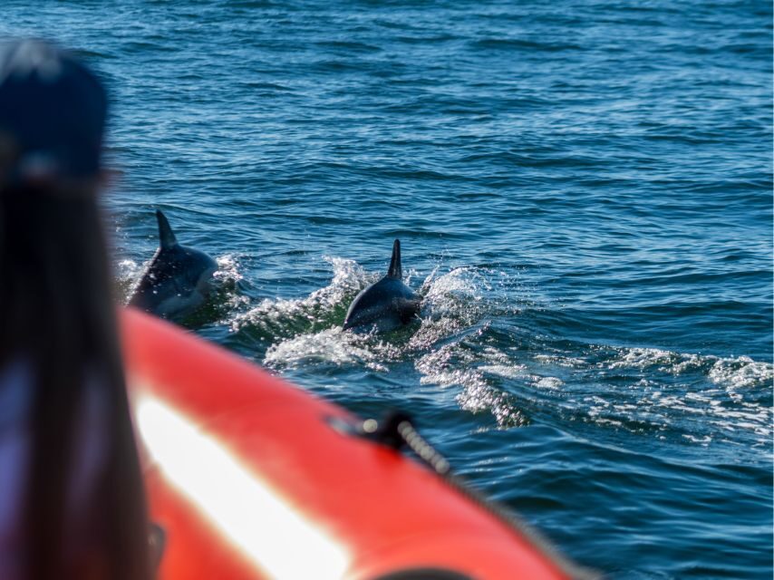 Cascais: Dolphin Watching Tour - What can you expect during the tour?