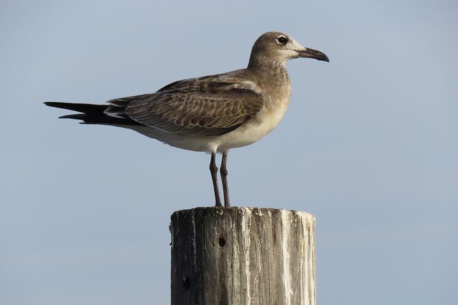 Cedar Key Food Walks - Who Will Love This Tour?