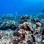 Certified Scuba Diving Experience in Honolulu - Who Should Book This Tour?