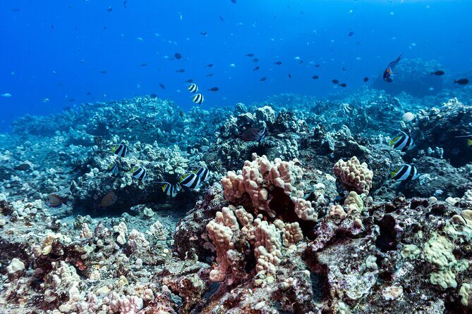 Certified Scuba Diving Experience in Honolulu - Who Should Book This Tour?