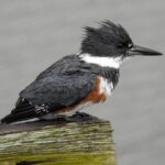 Charleston Bird Watching Tour - Who Is This Tour Best For?