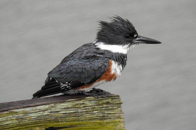 Charleston Bird Watching Tour - Who Is This Tour Best For?