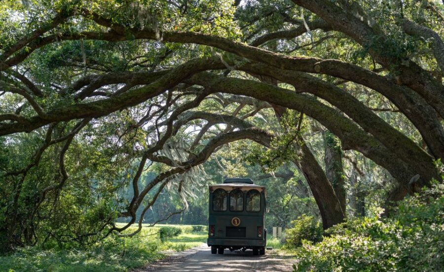 Charleston: Wadmalaw Island Wine Tasting and Tea Garden Trip - What Visitors Are Saying