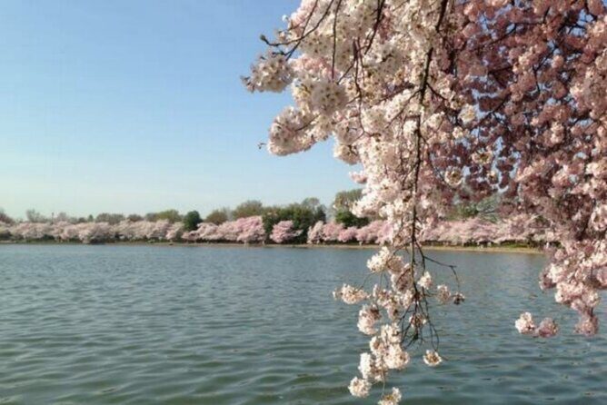 Chicago to Washington D.C. Cherry Blossom 3-Day Tour - Practical Tips for Making the Most of Your Tour