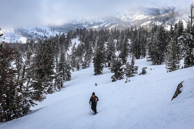 Chickadee Ridge Beginner Snowshoe Activity - Why This Tour Offers Great Value