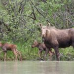 Chilkat River Jet-Boat Adventure from Skagway - An In-Depth Look at the Chilkat River Jet-Boat Adventure