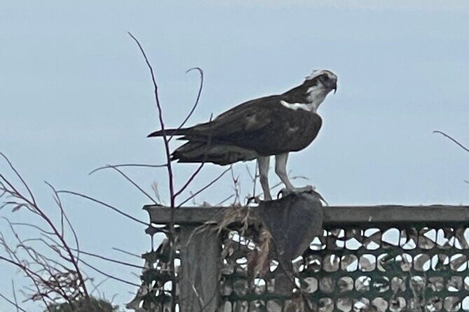 Chincoteague and Assateague Birdwatching Boat Tour - Who Should Book This Tour?