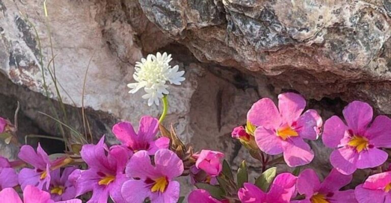 Claremont: California Botanic Garden Half Day Tour - What to Expect on Your Tour