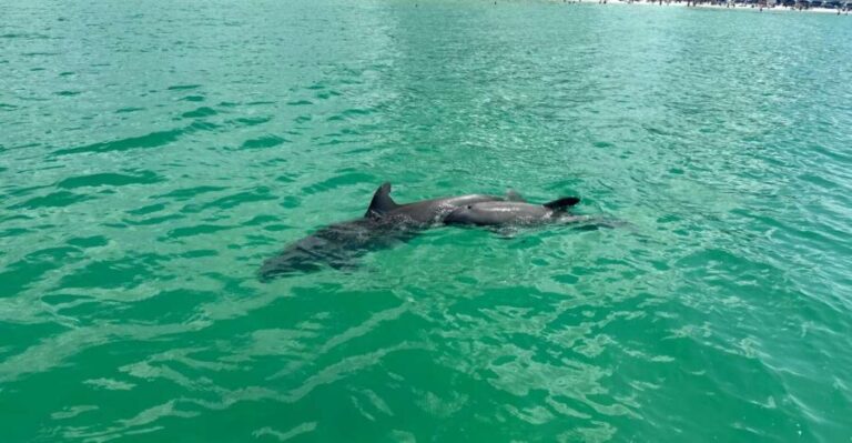 Clearwater Beach: Dolphin & Island Sandbar Cruise - The Itinerary Breakdown