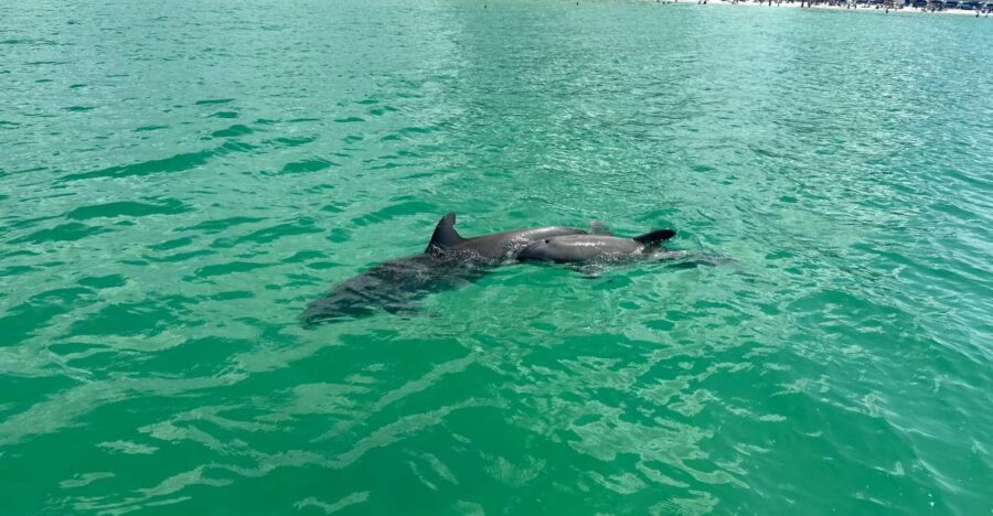 Clearwater Beach: Dolphin & Island Sandbar Cruise - The Itinerary Breakdown