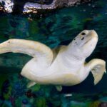 Clearwater: Eco-Certified Marine Aquarium General Admission - Authentic Experiences from Visitors