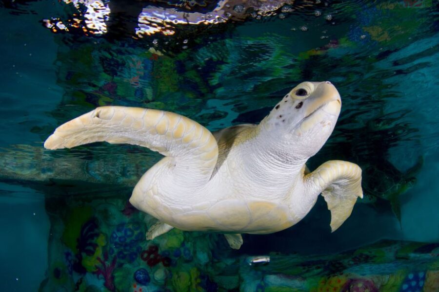 Clearwater: Eco-Certified Marine Aquarium General Admission - Authentic Experiences from Visitors