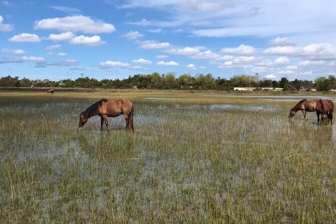 Coastal Excursion/Sunset Cruise/Sand Dollars/Sea Shells/Horses - The Sum Up