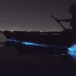 Cocoa Beach/Merritt Island:Bioluminescent kayak tour - A Closer Look at the Bioluminescent Kayak Tour