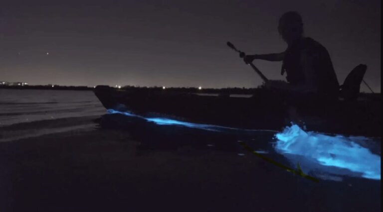 Cocoa Beach/Merritt Island:Bioluminescent kayak tour - A Closer Look at the Bioluminescent Kayak Tour