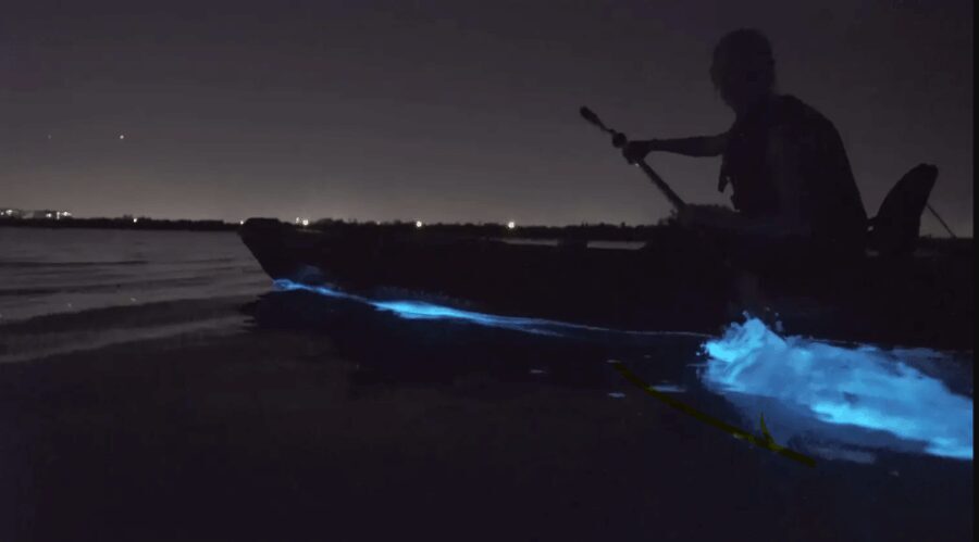 Cocoa Beach/Merritt Island:Bioluminescent kayak tour - A Closer Look at the Bioluminescent Kayak Tour