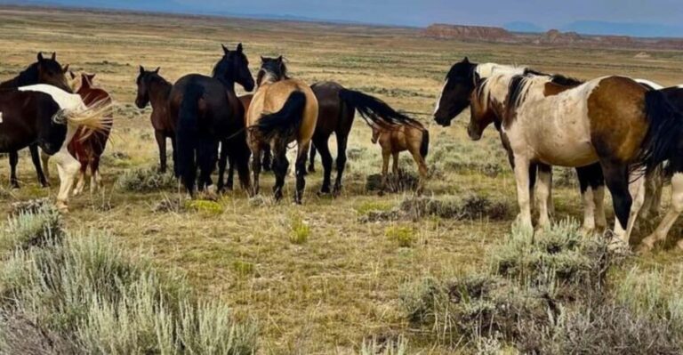 Cody: Red Canyon Wild Mustang Tour - The Sum Up