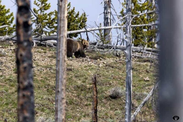 Cody: Yellowstone the Volcano All-Inclusive Lower Loop Tour - Geothermal Wonders: Mud Volcanoes & Dragon’s Mouth