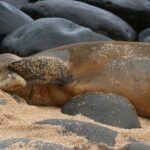 Creative Soul Scavenger Hunt( Hanapepe, Kauai) - Final Thoughts on the Creative Soul Scavenger Hunt