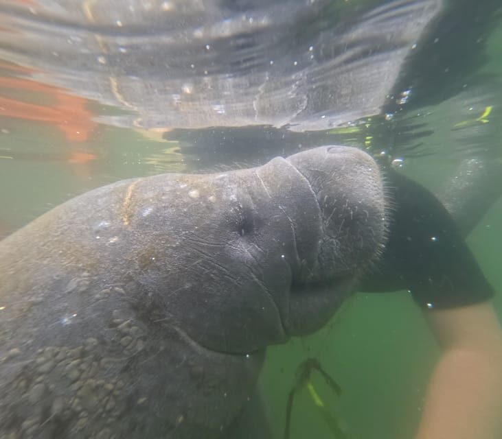 Crystal River: Guided Manatee Snorkeling Tour - Authentic Experiences and Real Insights from Reviewers