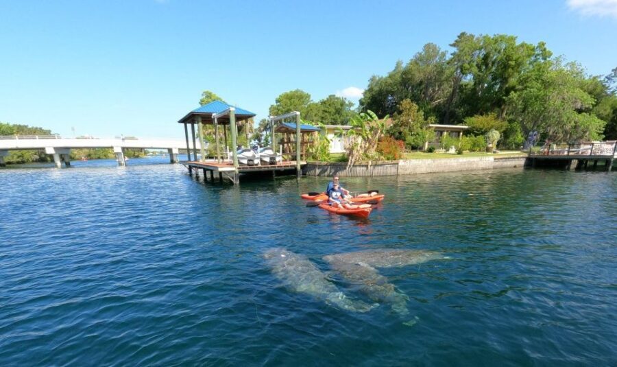 Crystal River: Kayak Rental - Exploring the Experience: What to Expect from Your Kayak Adventure