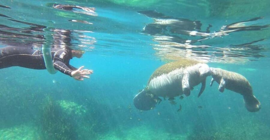 Crystal River: Manatee Snorkel with In-Water Guide - A Close Look at the Tour Itinerary