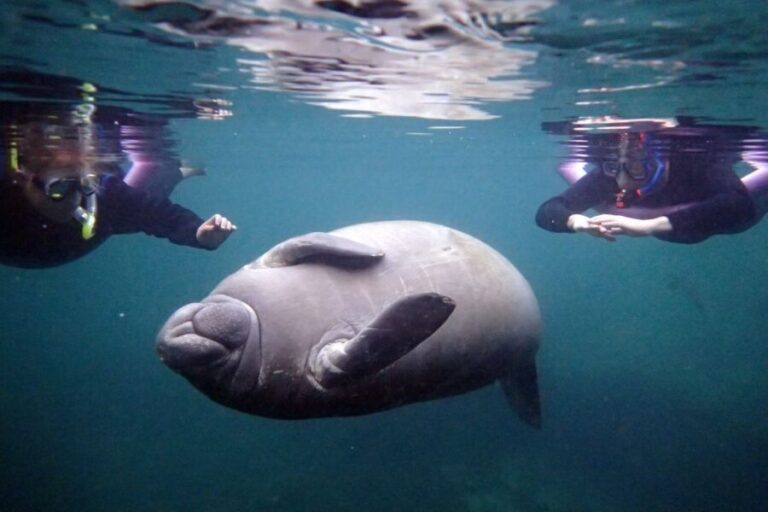 Crystal River: Snorkel with Manatees & Dolphin Airboat Trip - Practical Details and Tips