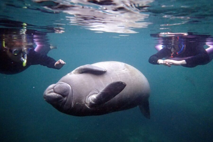 Crystal River: Snorkel with Manatees & Dolphin Airboat Trip - Practical Details and Tips
