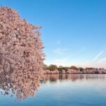 D.C. Cherry Blossom and Old Town Alexandria 2-Day Tour from NY - Final Thoughts: Who Should Consider This Tour?