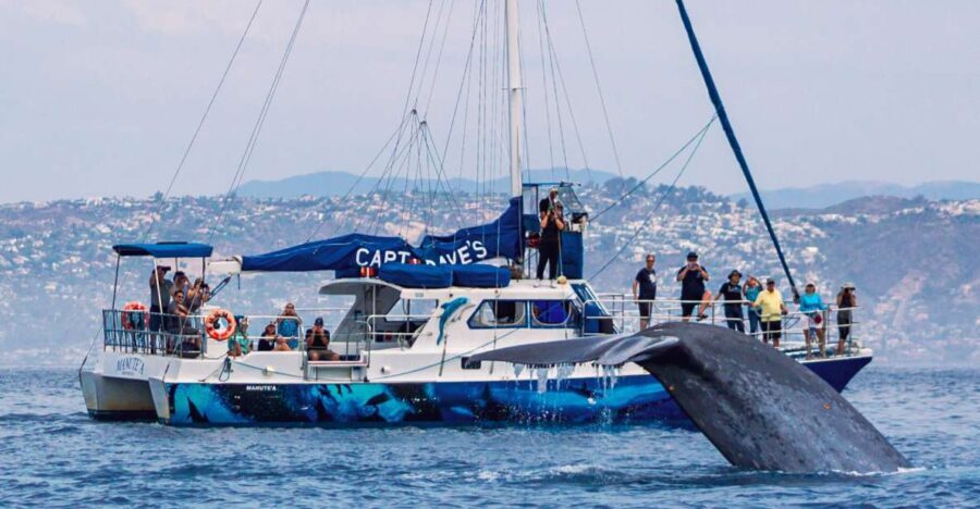 Dana Point Dolphin & Whale Watching With Underwater Viewing - The Experience Compared to Other Tours