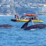 Dana Point Fast & Fun Zodiac-Style Dolphin & Whale Watching - Price and Value Analysis