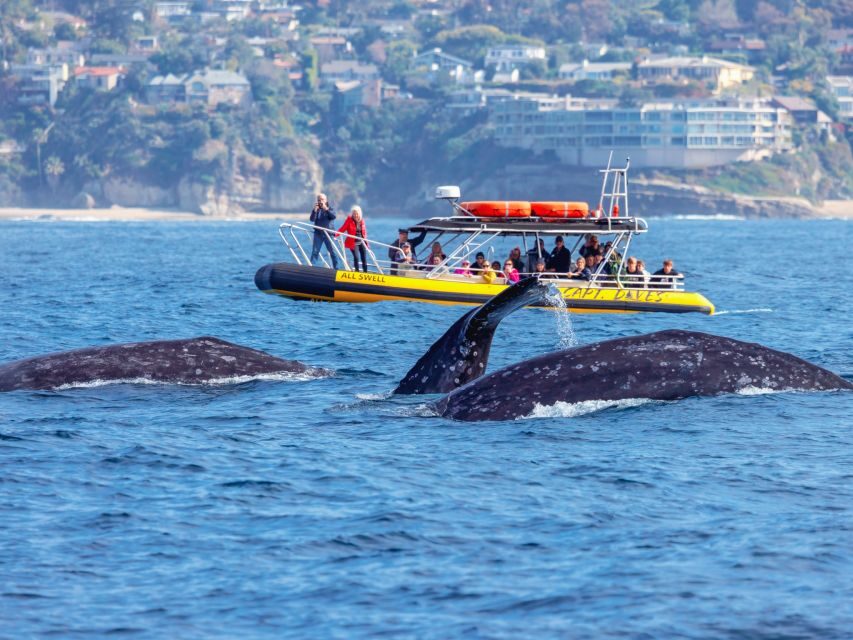 Dana Point Fast & Fun Zodiac-Style Dolphin & Whale Watching - Price and Value Analysis
