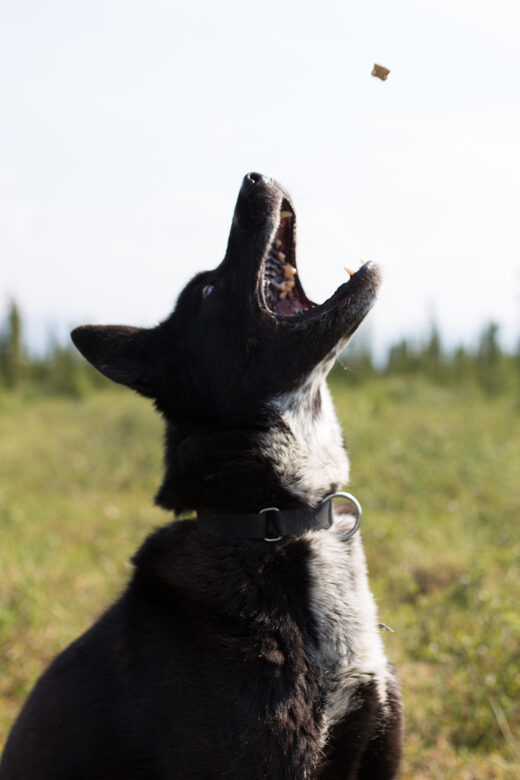 Denali: 1 Hour Tundra Walk With Free Running Sled Dogs - The Authenticity and Unique Value