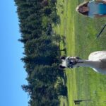 Denver: Llama Hike in the Rocky Mountains - An In-Depth Look at the Llama Hike Experience