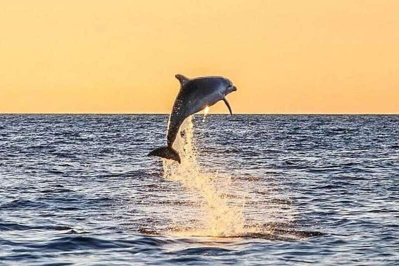 Destin: Dolphin Watching Cruise - Why This Tour Stands Out