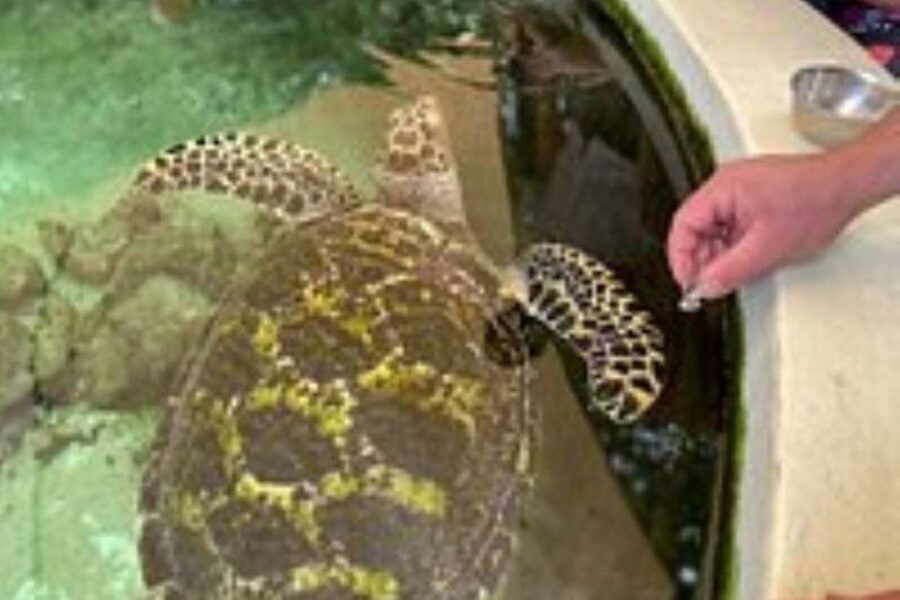 Discover Fijian Culture and Reptiles - Important Details & Practical Tips