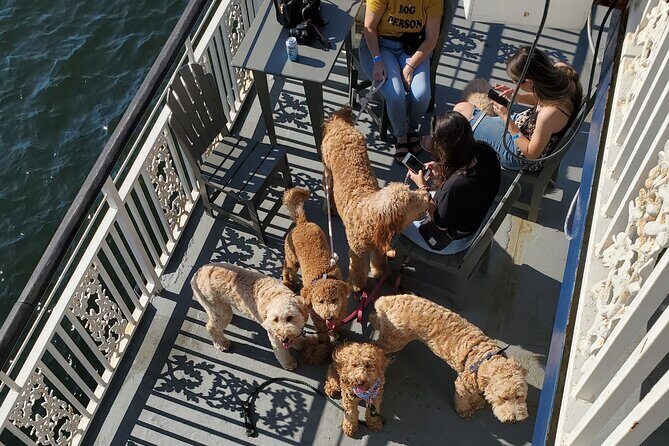 Dog Day of Summer Harbor Cruise in Boston - Who Should Consider This Tour?