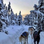 Dogsled Rides - Final Thoughts