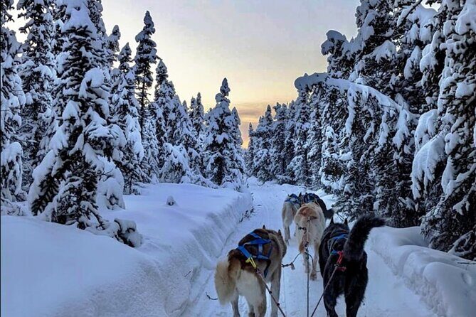 Dogsled Rides - Final Thoughts