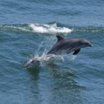 Dolphin and Bird Watching Ecotour Cruise - The Sum Up
