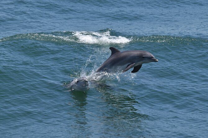 Dolphin and Bird Watching Ecotour Cruise - The Sum Up
