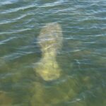 Dolphin and Manatee River Cruise Melbourne, Fl. Tour Time 1030 - Who Should Take This Tour?