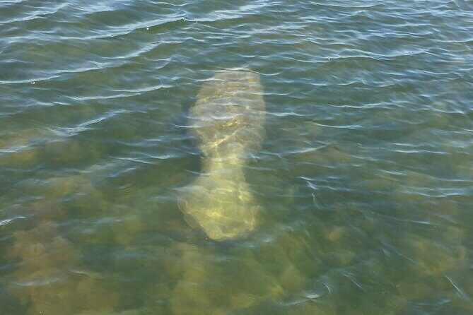 Dolphin and Manatee River Cruise Melbourne, Fl. Tour Time 1030 - Who Should Take This Tour?