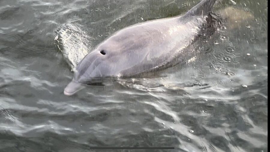 Dolphin & Scenic Bay Sightseeing Cruise Up to 49, Pensacola - Authentic Insights from Reviews
