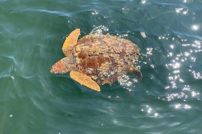 Dolphin & Sightseeing Cruise + Beach Stop + Snorkel + Equipment - The Details of the Experience