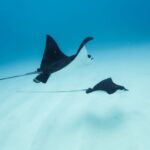 Dolphin Watch Snorkel and BBQ in Kona, Big Island - Who This Tour Is Best For
